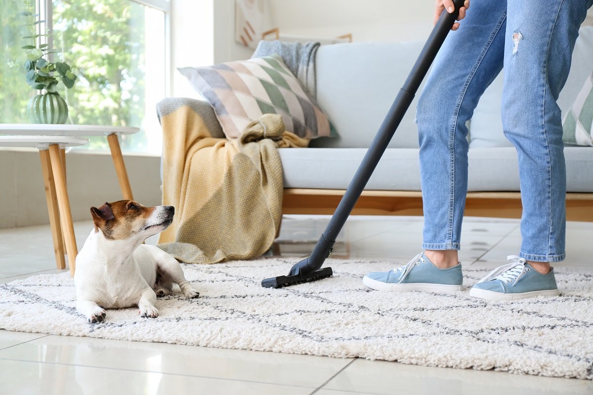 Pet Odor Removal Service in Phoenix